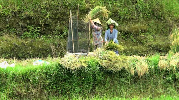 Travailleurs agricoles rizicoles battant les cultures — Video