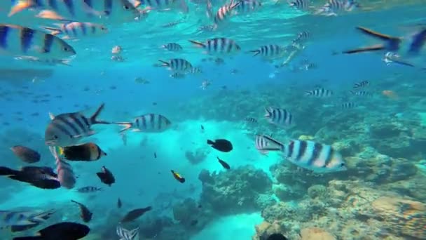 Fiskar som simmar i oceanen — Stockvideo