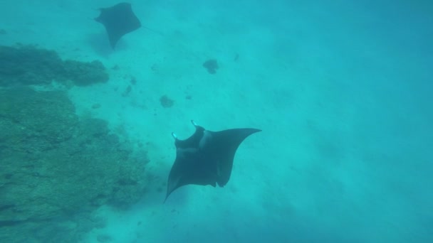 Manta ακτίνες τσίμπημα κολύμπι στον ωκεανό — Αρχείο Βίντεο