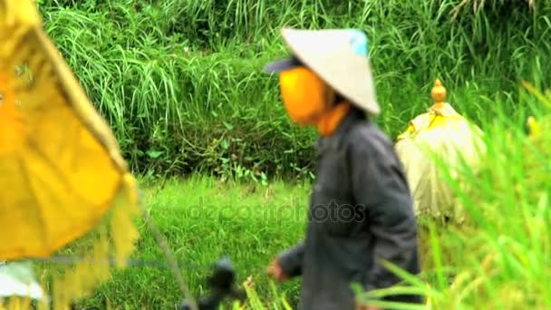 Rýže zemědělský pracovník s strašák — Stock video