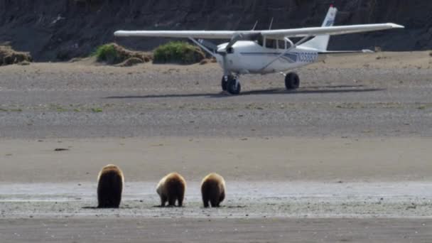 Ungar med mor björnen på Katmai halvö — Stockvideo