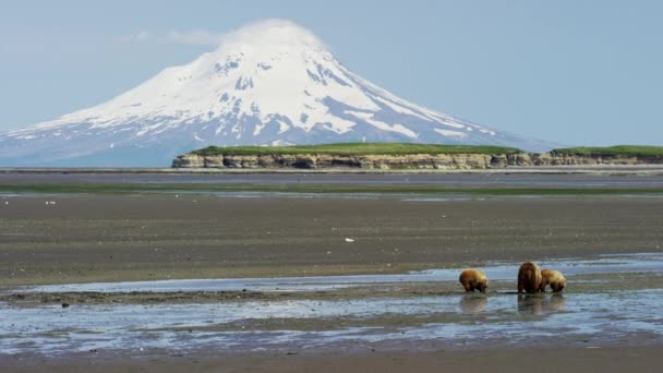 Oso y cachorros con volcán Mt Redoubt — Vídeos de Stock