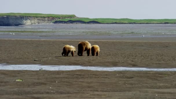 アラスカのクマの母とカブス — ストック動画