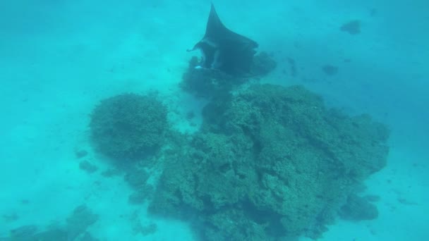 Manta Sting Ray kąpiel w Oceanie — Wideo stockowe
