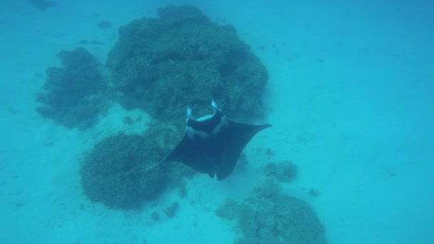 Manta Sting Ray nadando en el océano — Vídeos de Stock