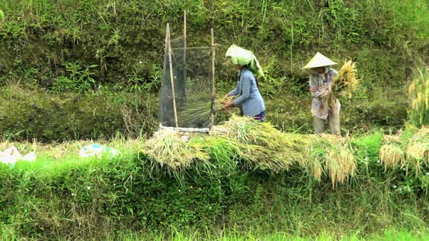 Lavoratori agricoli che battono la coltura del riso — Video Stock