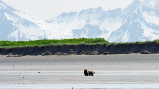 Welpen met moeder beer op Alaska — Stockvideo