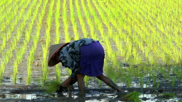 女性によって稲作を植栽マニュアル — ストック動画