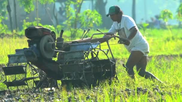 Pirinç alan motorlu Kültivatör ile çiftçilik — Stok video