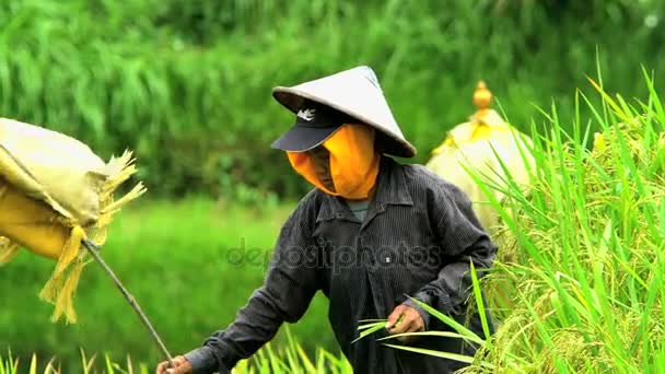 Macho que trabaja en la granja de arroz ecológico de ladera — Vídeo de stock