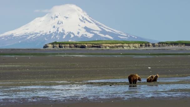 Urso e filhotes com vulcão Mt Redoubt — Vídeo de Stock