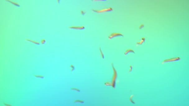 Fische im Tasmanischen Meer, Neuseeland — Stockvideo