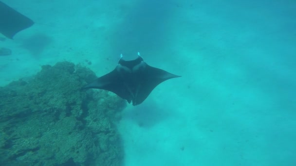 Manta Sting Rays nadando no oceano — Vídeo de Stock