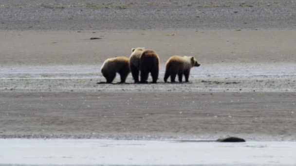 Urso mãe com filhotes de caça — Vídeo de Stock