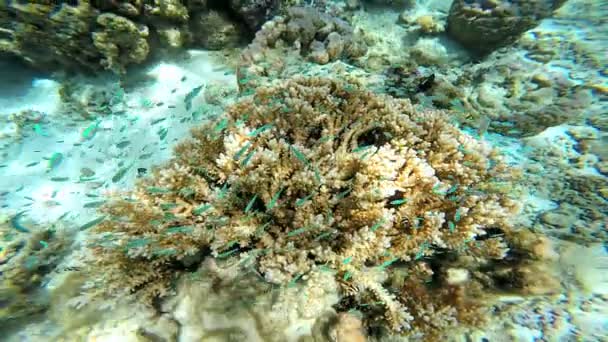 Кораловий риф рослини в підводних — стокове відео