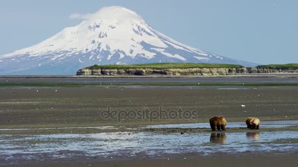 Oso y cachorros con volcán Mt Redoubt — Vídeos de Stock