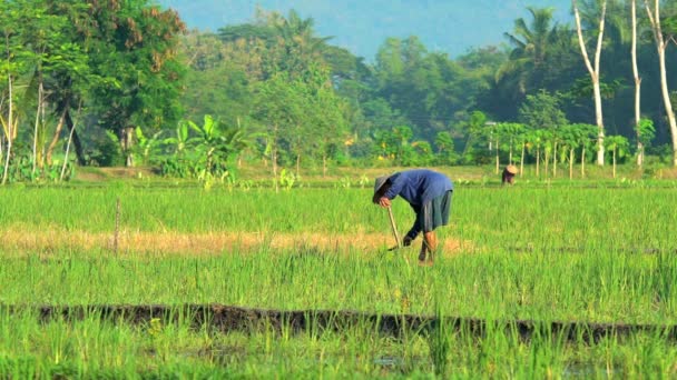 Male harvesting rice crop with tools — Stock Video