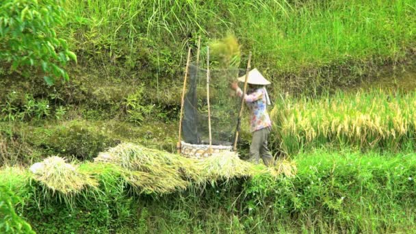 Lavoratore agricolo che colpisce le colture — Video Stock