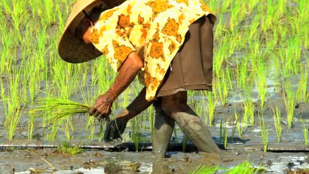 Посадка риса фермерами — стоковое видео