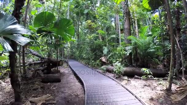 Jungle boardwalk genom frodig växtlighet — Stockvideo
