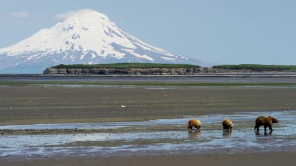 Oso y cachorros con volcán Mt Redoubt — Vídeos de Stock