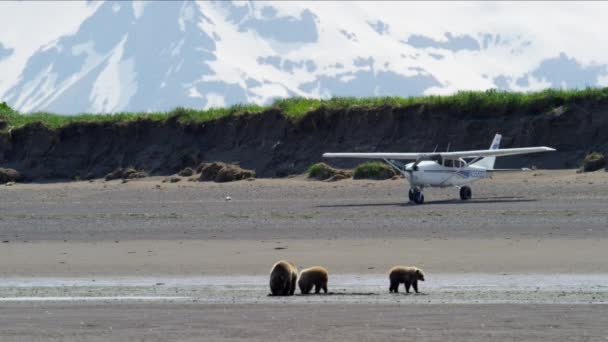 Szczeniaki z matka niedźwiedź na półwyspie Katmai — Wideo stockowe