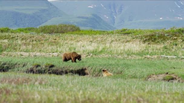 Οικογένεια αρκούδα cub με τη μητέρα — Αρχείο Βίντεο