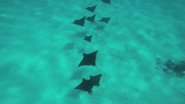 Eagle Sting Rays nageant dans l'océan — Video