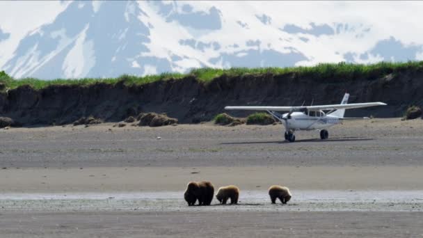 Welpen met moeder beer op Katmai schiereiland — Stockvideo