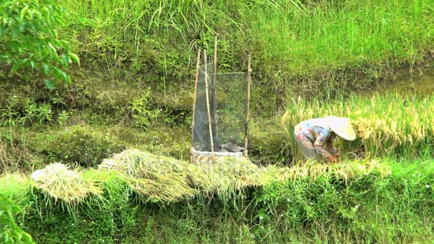 Traditionele oogst door werknemer op rijst boerderij — Stockvideo