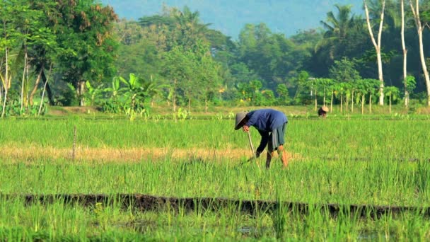 Trabalhadores da colheita da cultura do arroz — Vídeo de Stock