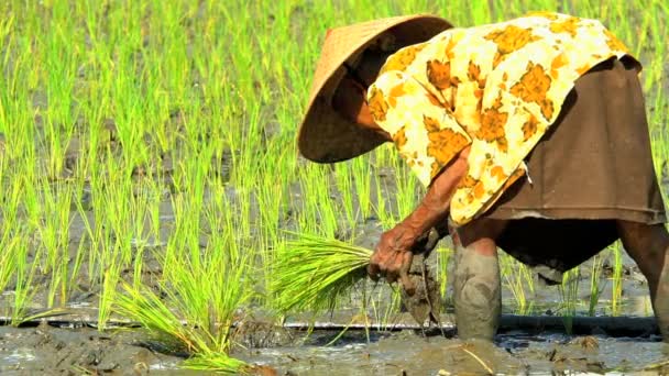 Werknemer aanplant van rijst — Stockvideo