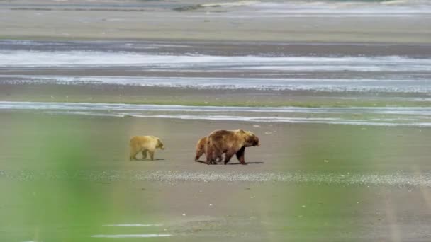Urso com filhotes de caça — Vídeo de Stock