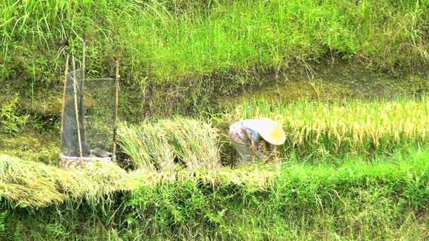 Παραδοσιακό συγκομιδή από εργαζόμενος στο αγρόκτημα ρύζι — Αρχείο Βίντεο