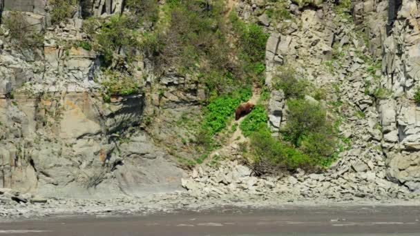 Niedźwiedź Grizzly wspinaczki skały — Wideo stockowe