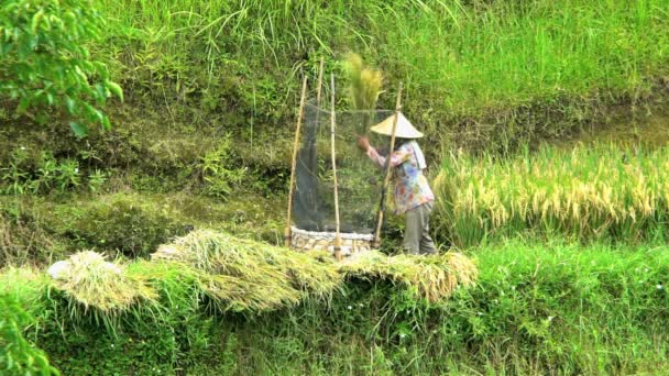 농장 노동자에 의해 전통적인 쌀 탈 곡 — 비디오