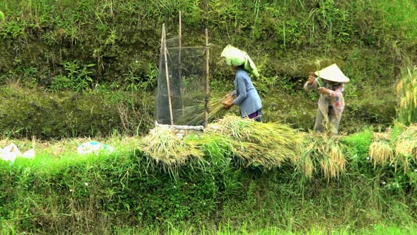 Traditional rice thrashing by farm workers — Stock Video