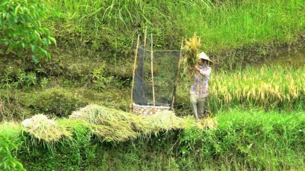 Mezőgazdasági munkás dobogó rizs termés — Stock videók