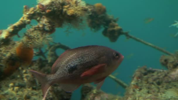 Harrison Koyu'ndaki deniz hayat — Stok video