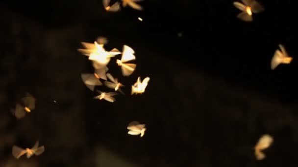 照らされた翼を持つホタルの群れ — ストック動画