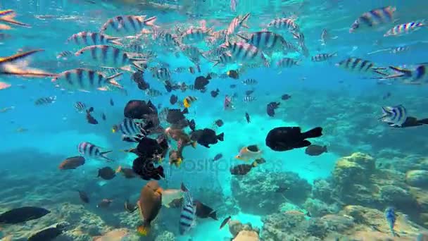 Tropiska fiskar simmar i oceanen — Stockvideo