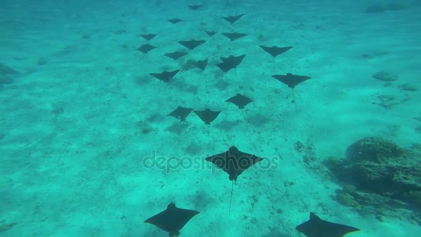 Eagle Sting Rays nadando no oceano — Vídeo de Stock