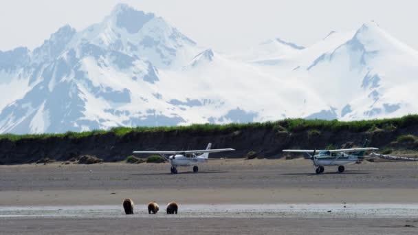 Welpen met moeder beer op Katmai schiereiland — Stockvideo