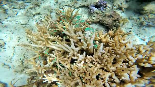 Pesci che nuotano nella barriera corallina — Video Stock