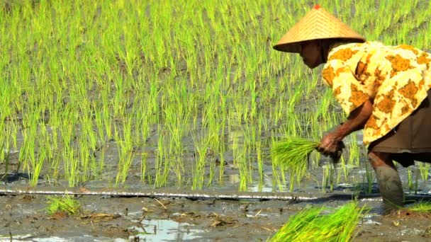 Plantação de cereais por agricultor — Vídeo de Stock