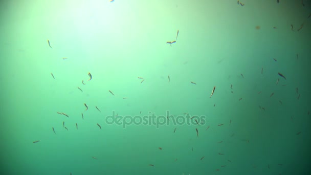 Sea Life w Harrison Cove — Wideo stockowe