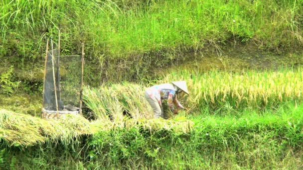 Урожай риса работниками фермы — стоковое видео