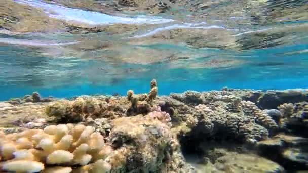 Arrecife de coral en océano transparente — Vídeos de Stock