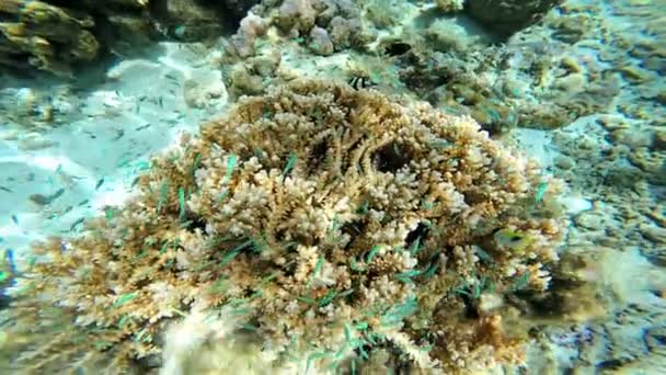 珊瑚礁中的热带鱼类 — 图库视频影像