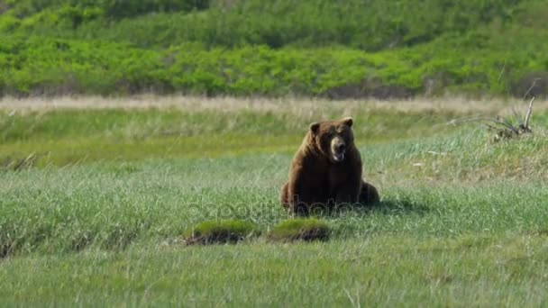 荒野のハイイログマmedvěd grizzly v divočině — Stock video